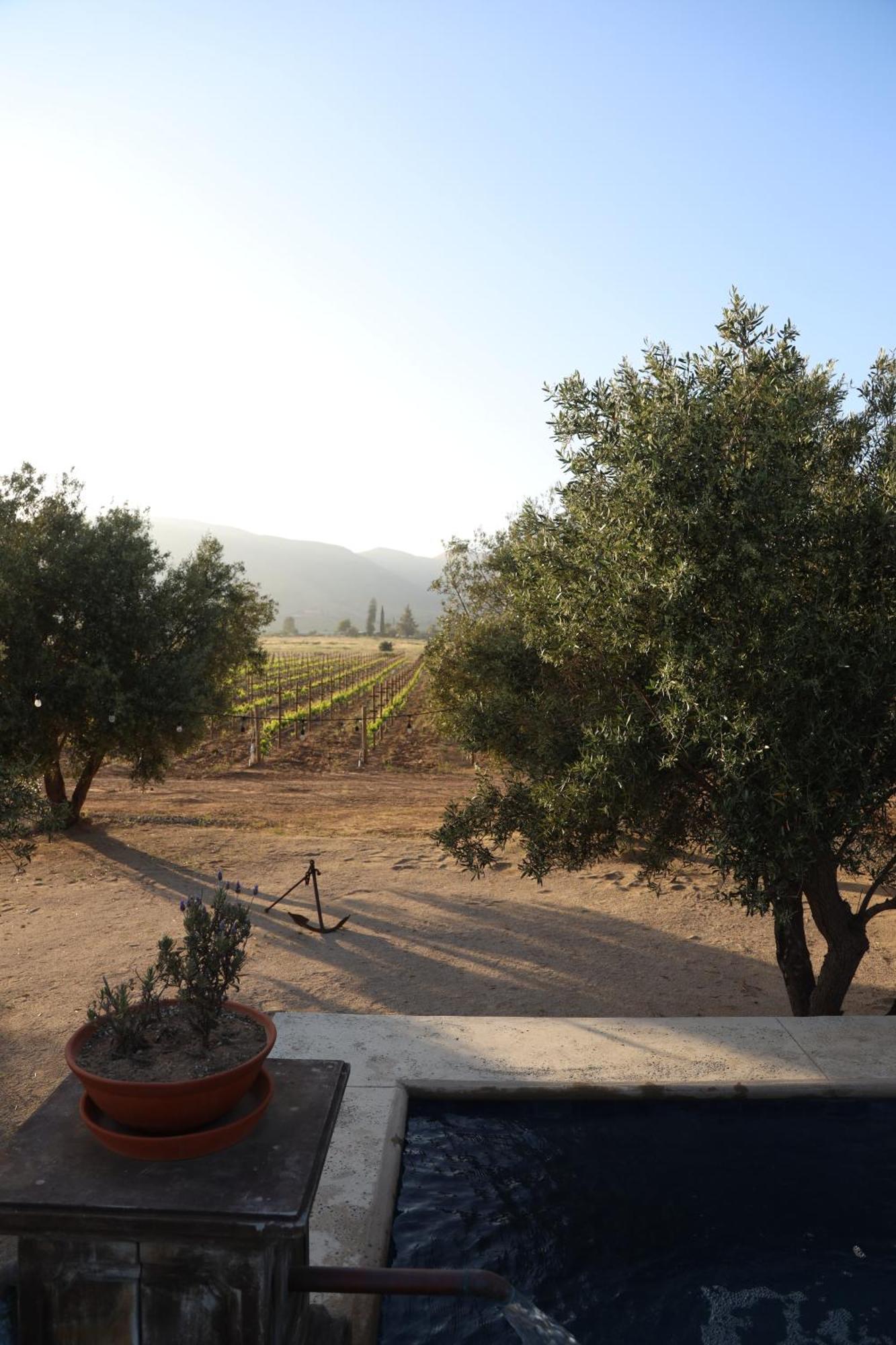 Almaliebre Viñedos del Valle Valle de Guadalupe Exterior foto