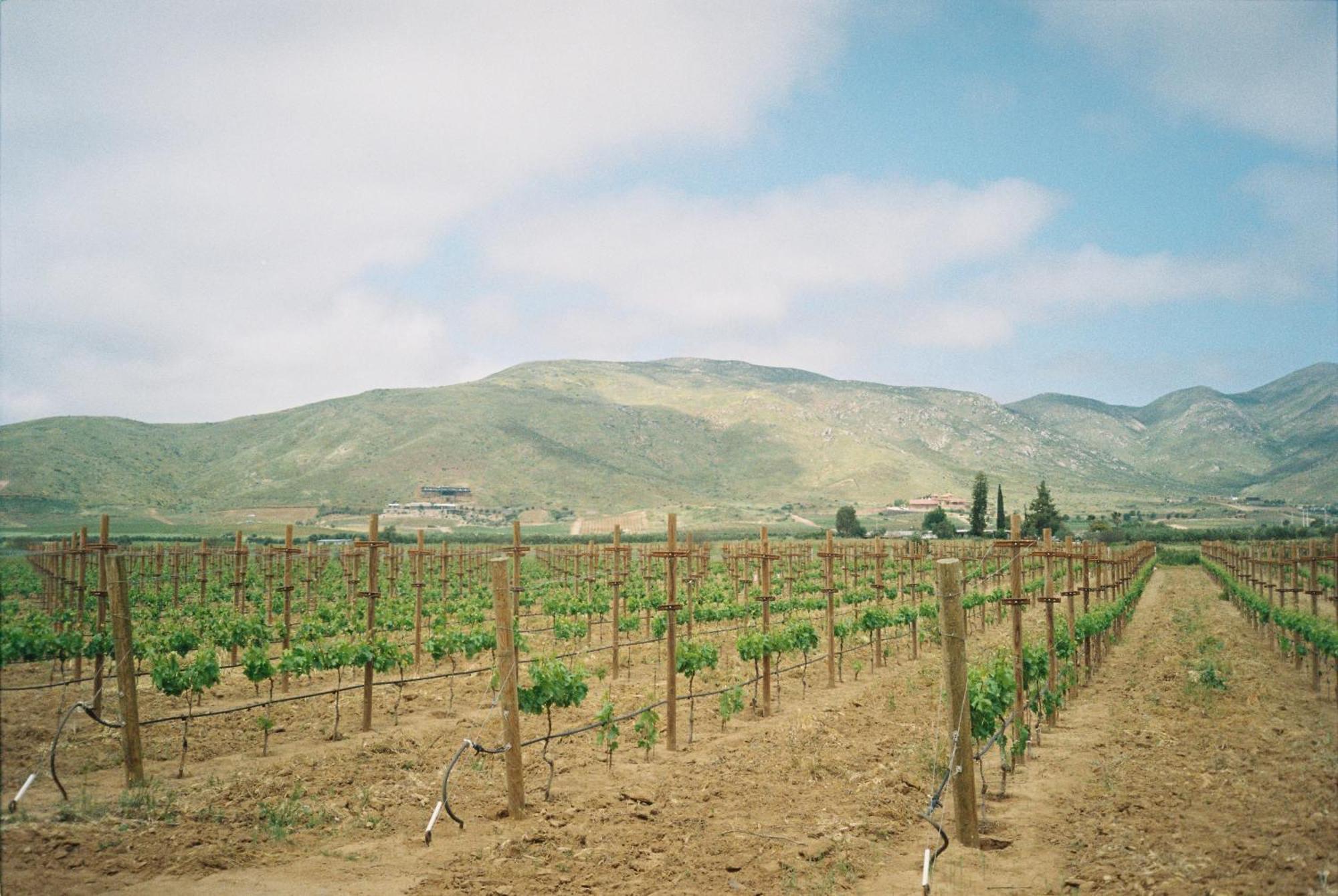 Almaliebre Viñedos del Valle Valle de Guadalupe Exterior foto
