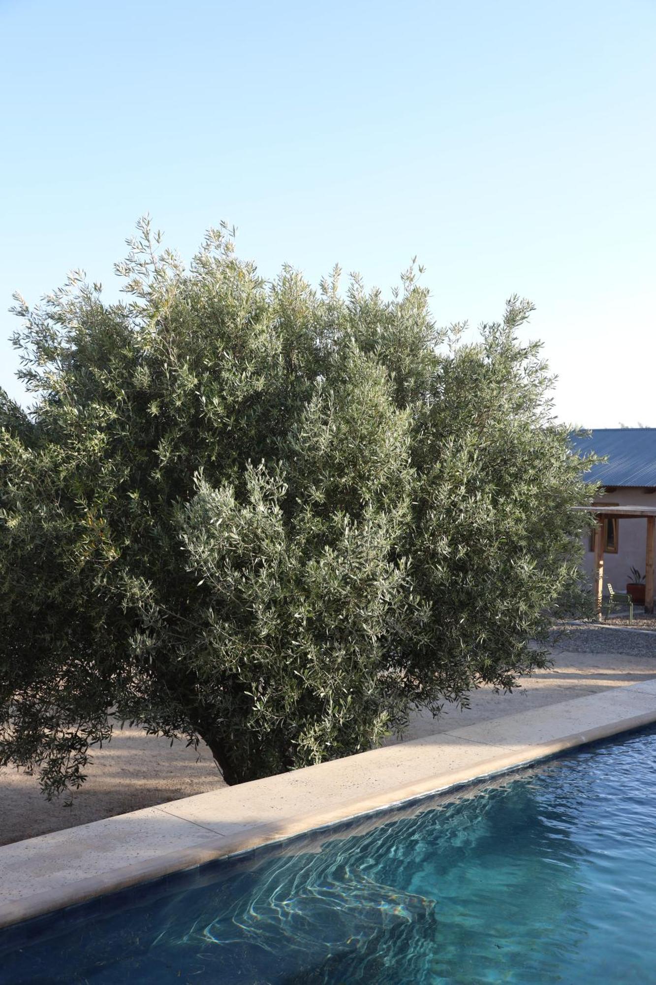 Almaliebre Viñedos del Valle Valle de Guadalupe Exterior foto